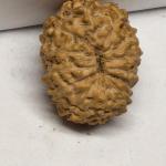 13 Mukhi Indonesian Rudraksha (12-15mm+ with X-Ray) – Blessings of Lord Kamadeva & Lord Indra for Charm, Success & Prosperity