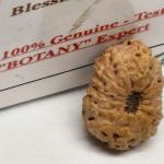🕉️ 14 Mukhi Indonesian Rudraksha (12-15mm with X-Ray) – Supreme Protection of Lord Hanuman & Lord Shiva for Fearlessness & Success