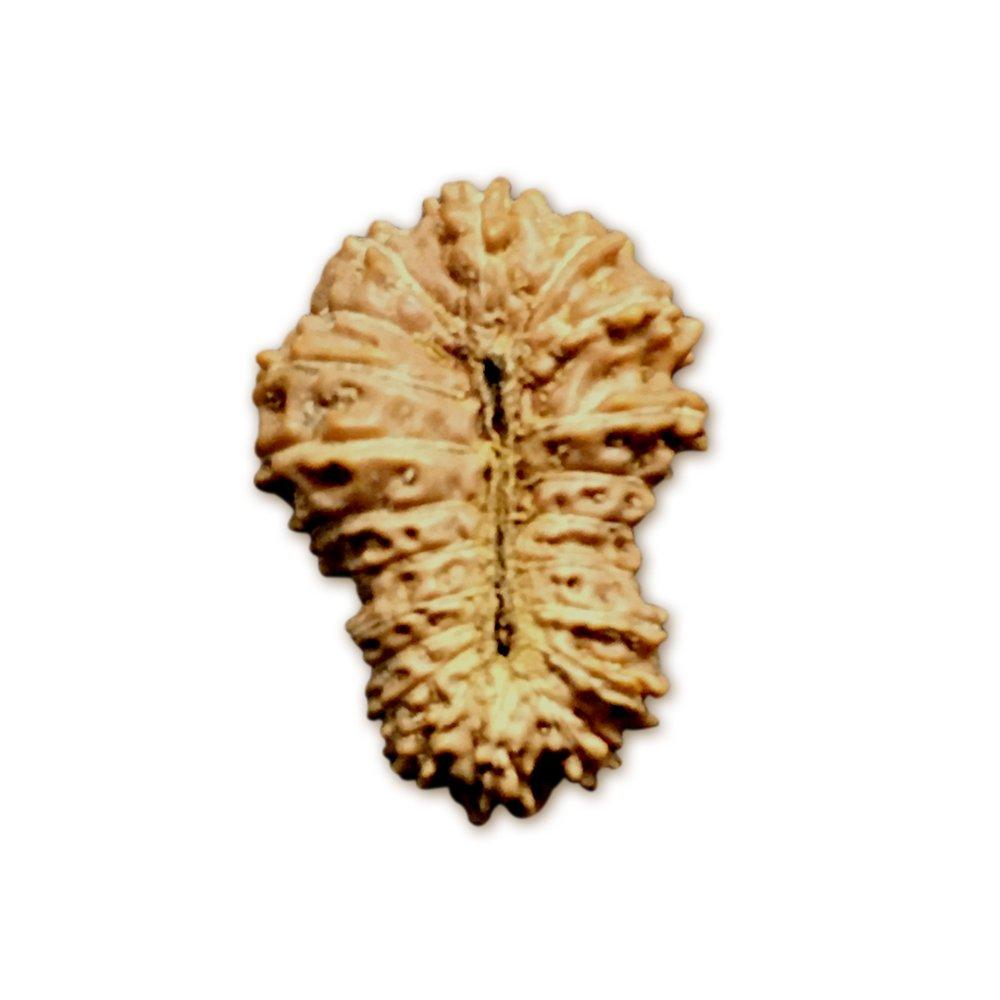 21 Mukhi Indonesian Rudraksha (16mm+ with X-Ray) – Supreme Grace for Liberation, Protection & Spiritual Evolution