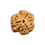 3 Mukhi Nepal Rudraksha