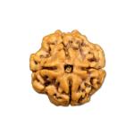 🕉️ 4 Mukhi Nepal Rudraksha – Blessings of Lord Brahma for Knowledge, Creativity & Wisdom