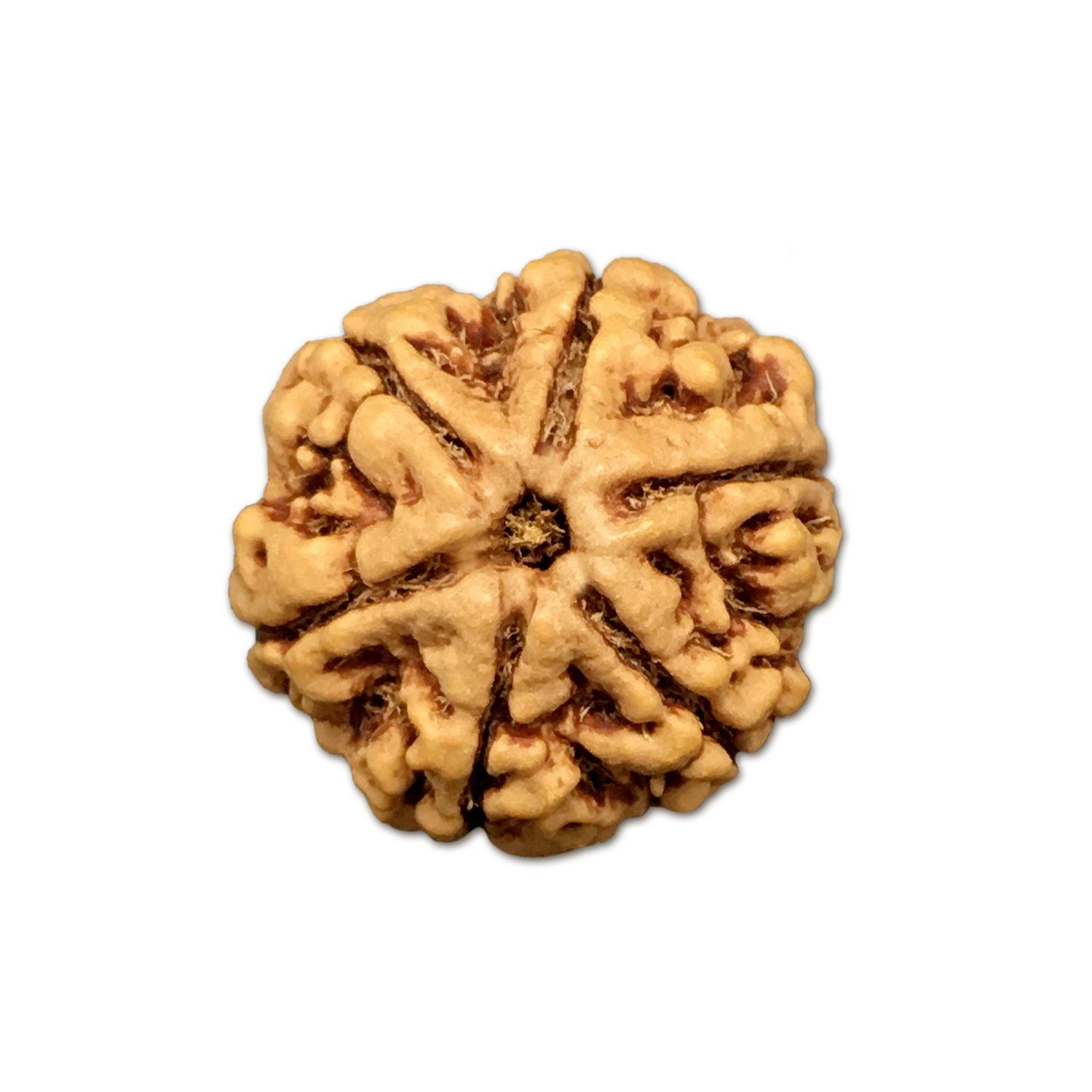 ποΈ 6 Mukhi Nepal Rudraksha β Blessings of Lord Kartikeya for Courage, Confidence & Emotional Balance
