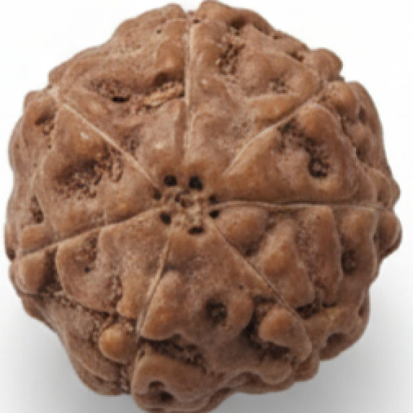 7 Mukhi Indonesian Rudraksha 17mm+ – Lab Certified Full Compartment Bead with X-Ray Certificate | Rudraksha-Store