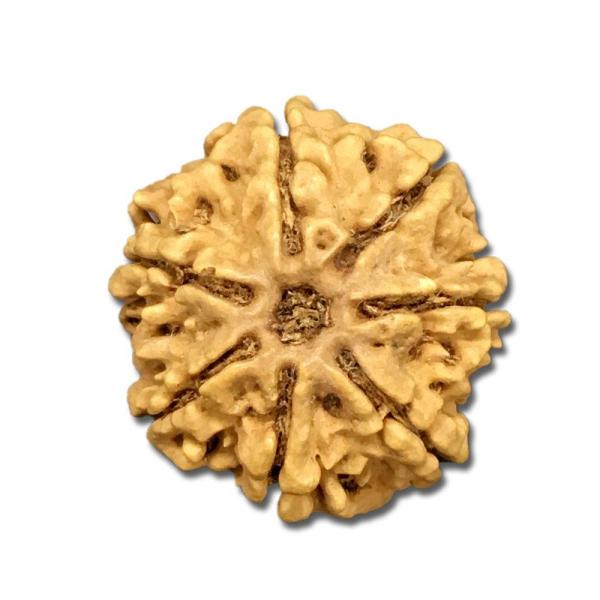 7 Mukhi Nepal Rudraksha 25-26mm