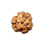 3 Mukhi Indonesian Rudraksha Big