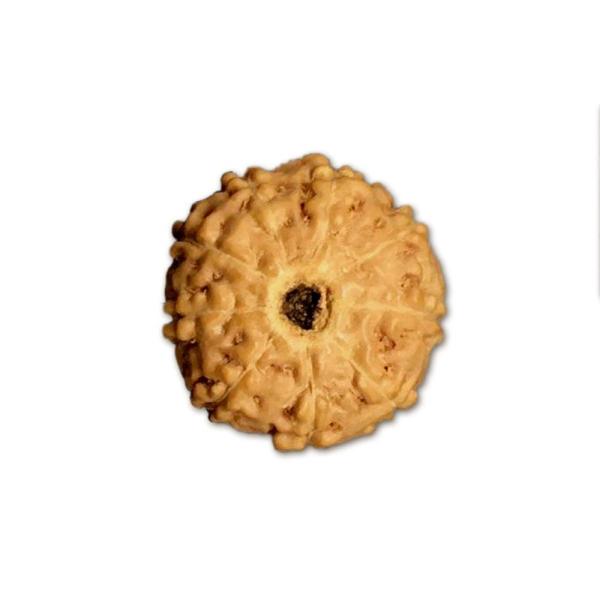 9 Mukhi Indonesian Rudraksha