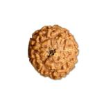 8 Mukhi Indonesian Rudraksha (Big Size with X-Ray) – Divine Power of Lord Ganesha for Success & Obstacle Removal