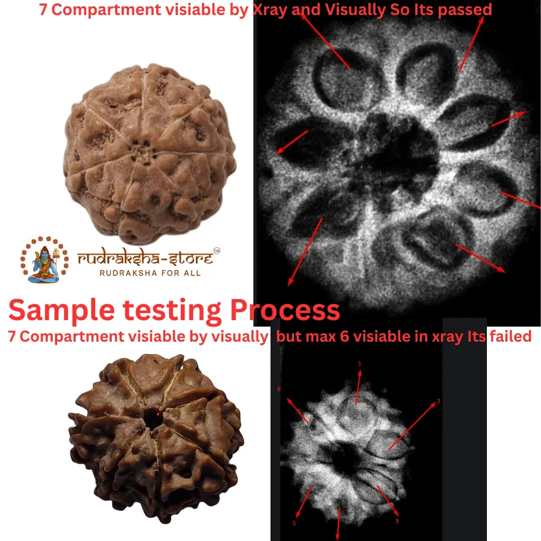 Rudraksha X-ray Test Process