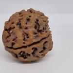 5 Mukhi Nepal Rudraksha Premium Quality