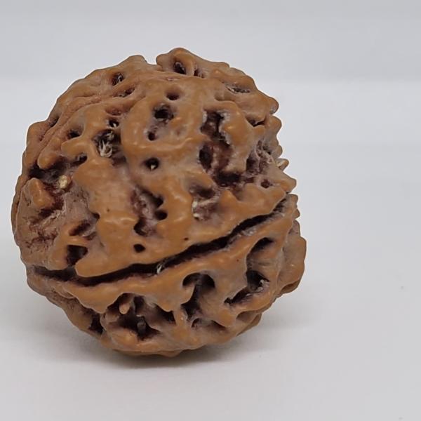 5 Mukhi Nepal Rudraksha Premium Quality