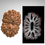 12 Mukhi Indonesian with X-ray