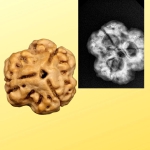 🕉️ 3 Mukhi Nepal Rudraksha – Powerful Symbol of Purity, Courage & Karmic Cleansing