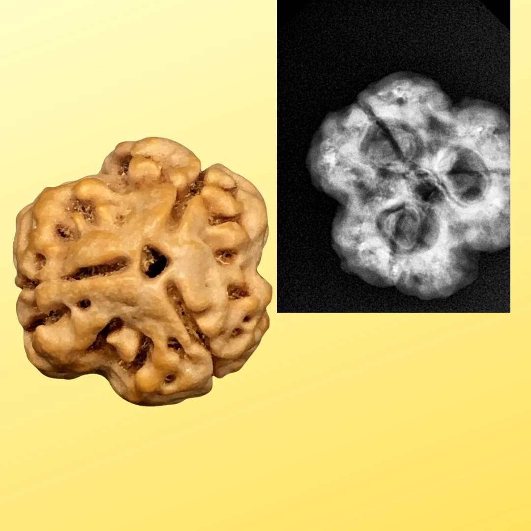 3mukhi_amazon 🕉️ 3 Mukhi Nepal Rudraksha – Powerful Symbol of Purity, Courage & Karmic Cleansing - Image 1