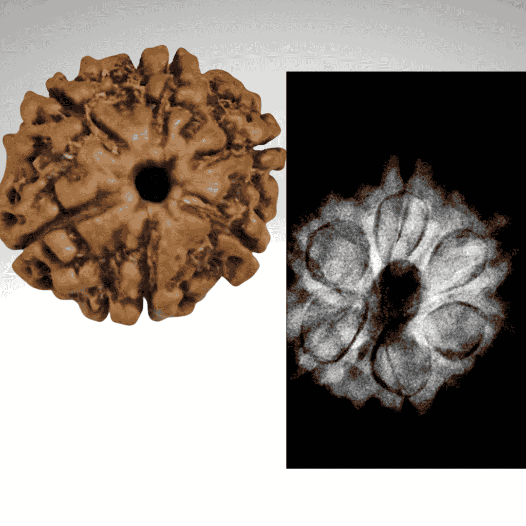 6mukhi_amazon 🕉️ 6 Mukhi Nepal Rudraksha – Blessings of Lord Kartikeya for Courage, Confidence & Emotional Balance - Image 1