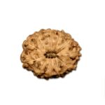 11 Mukhi Indonesian Rudraksha (Big Size with X-Ray) – Divine Power of Lord Hanuman for Courage, Wisdom & Protection