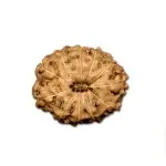11 Mukhi Indonesian Rudraksha (Big Size with X-Ray) – Divine Power of Lord Hanuman for Courage, Wisdom & Protection