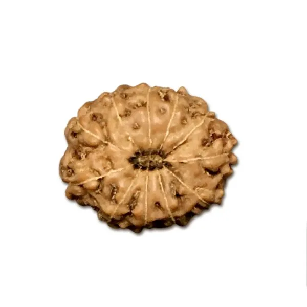 11 Mukhi Indonesian Rudraksha (Big Size with X-Ray) – Divine Power of Lord Hanuman for Courage, Wisdom & Protection