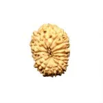 15 Mukhi Indonesian Rudraksha (16mm+ with X-Ray) – Divine Blessings of Lord Pashupatinath (Shiva) for Love, Healing & Manifestation