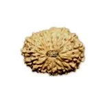 18 Mukhi Indonesian Rudraksha (16mm+ with X-Ray) – Divine Blessings of Goddess Earth (Bhumi Devi) for Wealth, Stability & Protection
