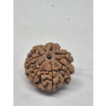 7 Mukhi Nepal Rudraksha (26mm+ Full-Seed Premium) With X-Ray – Wealth, Stability & Prosperity Bead