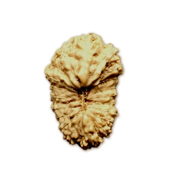 20 Mukhi Indonesian Rudraksha (16mm+ with X-Ray) – Divine Energy of Lord Brahma for Knowledge, Creativity & Enlightenment