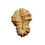 21 Mukhi Indonesian Rudraksha (16mm+ with X-Ray) – Supreme Grace for Liberation, Protection & Spiritual Evolution