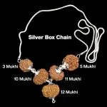 Rudraksha Combination for Navagraha Shanti 3,5,10,11,12 Mukhi Nepal in Silver Chain