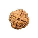 4 Mukhi Nepal Rudraksha 21mm+ with x-ray – Blessings of Lord Brahma for Knowledge, Creativity & Wisdom