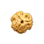 3 Mukhi Nepal Rudraksha Small