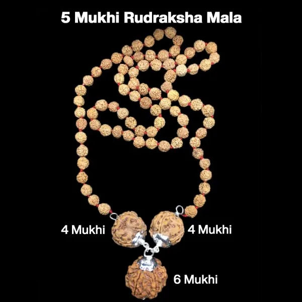 Rudraksha Combination for Students 4,4,6 Mukhi Nepal in Rudraksha Mala