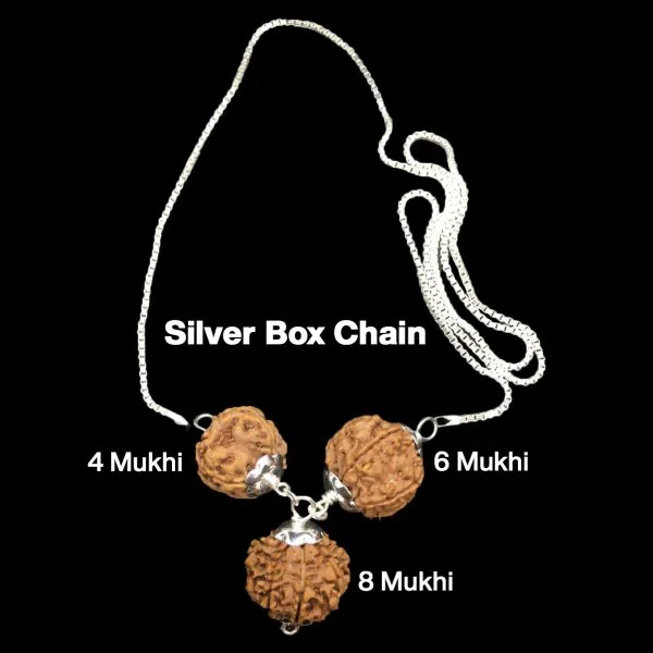 Rudraksha Combination for Advocates 4,6,8 Mukhi Nepal in Silver Chain