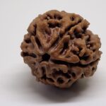5 Mukhi Nepal Rudraksha Premium Quality - Shivaratri Special- 6 piece