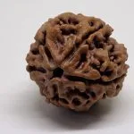 5 Mukhi Nepal Rudraksha Premium Quality - Shivaratri Special- 6 piece