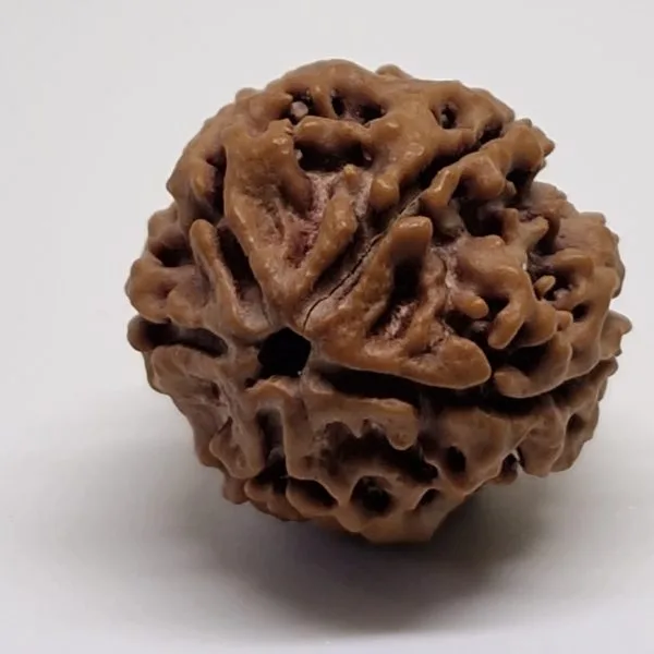 5 Mukhi Nepal Rudraksha Premium Quality - Shivaratri Special- 6 piece