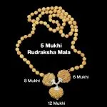 Rudraksha Combination for Business 6,8,12 Mukhi Nepal in Rudraksha Mala