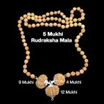 Rudraksha Combination for Doctors 4,9,12 Mukhi Nepal in Rudraksha Mala