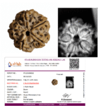 🕉️ 5 Mukhi Nepal Rudraksha – Sacred Bead of Lord Kalagni Rudra for Peace, Health & Protection