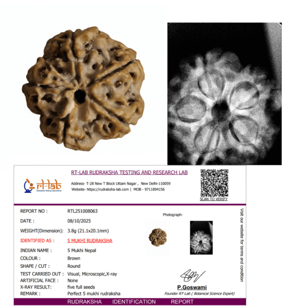 🕉️ 5 Mukhi Nepal Rudraksha – Sacred Bead of Lord Kalagni Rudra for Peace, Health & Protection