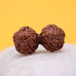 Indonesian Gaurishankar Rudraksha