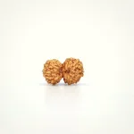 Indonesian Gaurishankar Rudraksha Small