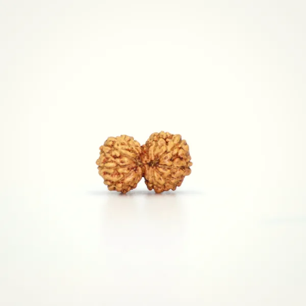 Indonesian Gaurishankar Rudraksha Small
