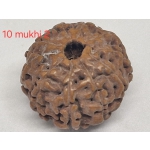 10 mukhi Java Rudraksha - 16mm+ up - Premium - with Xray