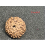 8 mukhi java Rudraksha - 16 mm + with Xray certificate