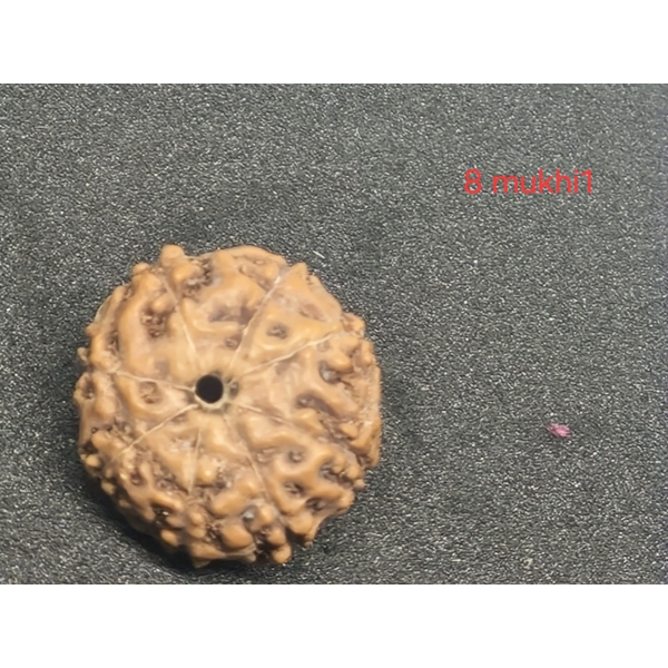 8 mukhi java Rudraksha - 16 mm + with Xray certificate