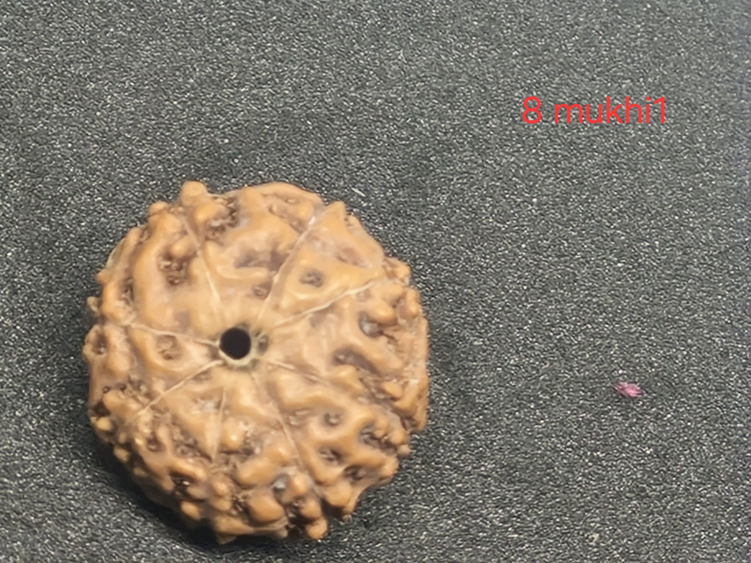 20250219_221550 8 mukhi java Rudraksha - 16 mm + with Xray certificate - Image 1