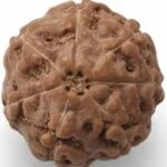 7 Mukhi Indonesian Rudraksha 17mm+ – Lab Certified Full Compartment Bead with X-Ray Certificate | Rudraksha-Store