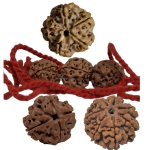 Holy Trinity of Growth: 4, 5, & 6 NEPAL Mukhi Rudraksha Set for Children's Overall Development - Nepali -18mm+