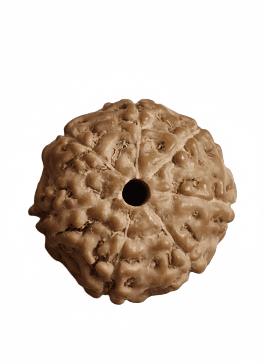7 Mukhi Rudraksha bead on silk thread - certified