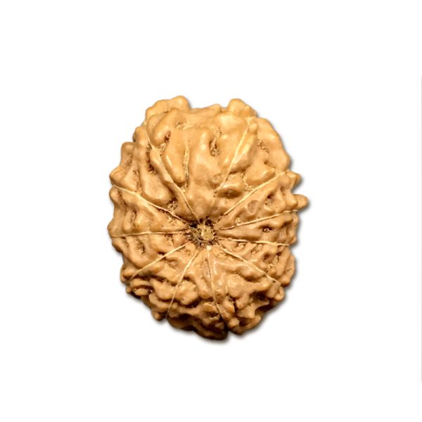 11 Mukhi Indonesian Rudraksha Big