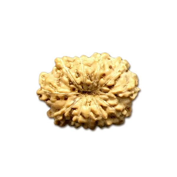 11 Mukhi Indonesian Rudraksha Small